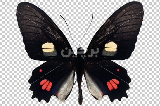 دانلود وکتور پروانه سیاه و سفید