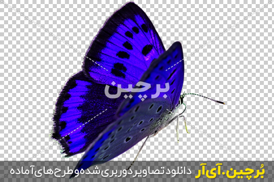 ست پروانه بزرگ 1264062
