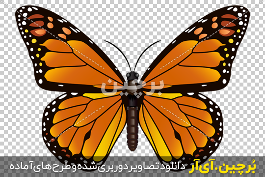 طرح وکتور پروانه سیاه و سفید - طرح 20