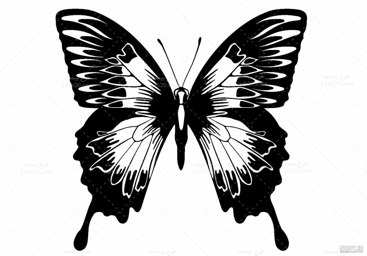 عکس سفید پروانه ❤️ [ بهترین تصاویر ]