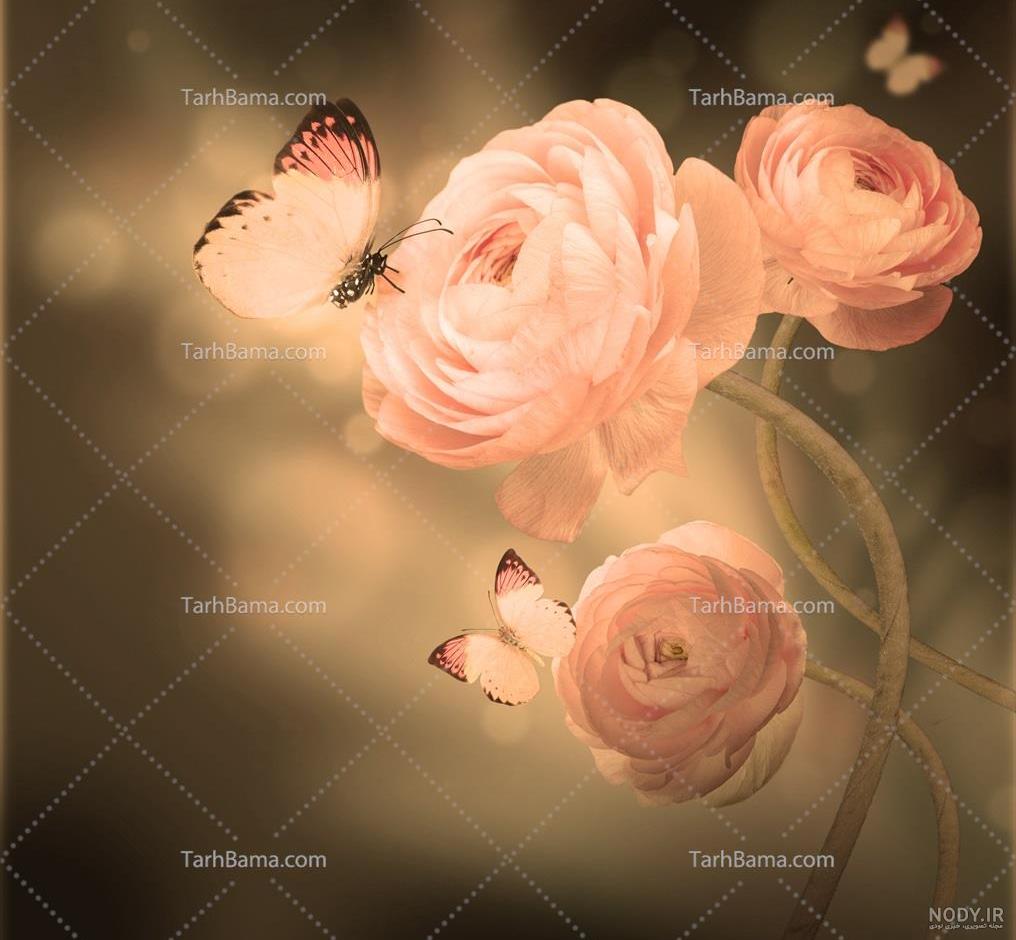 عکس سفید پروانه ❤️ [ بهترین تصاویر ]