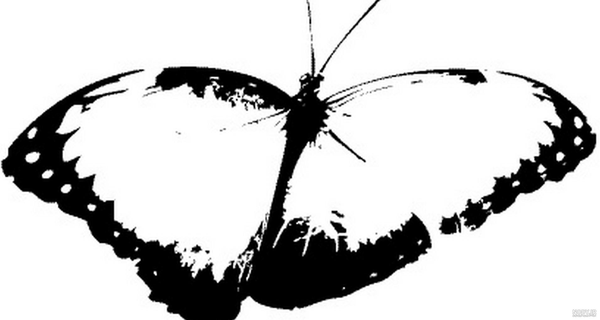 عکس سیاه و سفید پروانه
