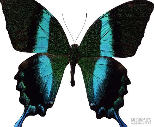 عکس سیاه سفید پروانه