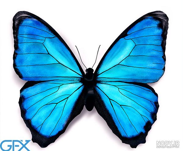 عکس لایه باز پروانه زیبا با ابعاد بزرگ و چاپی | بُرچین – تصاویر دوربری شده،  فایل های آماده، عکس png رایگان، دانلود psd رایگان