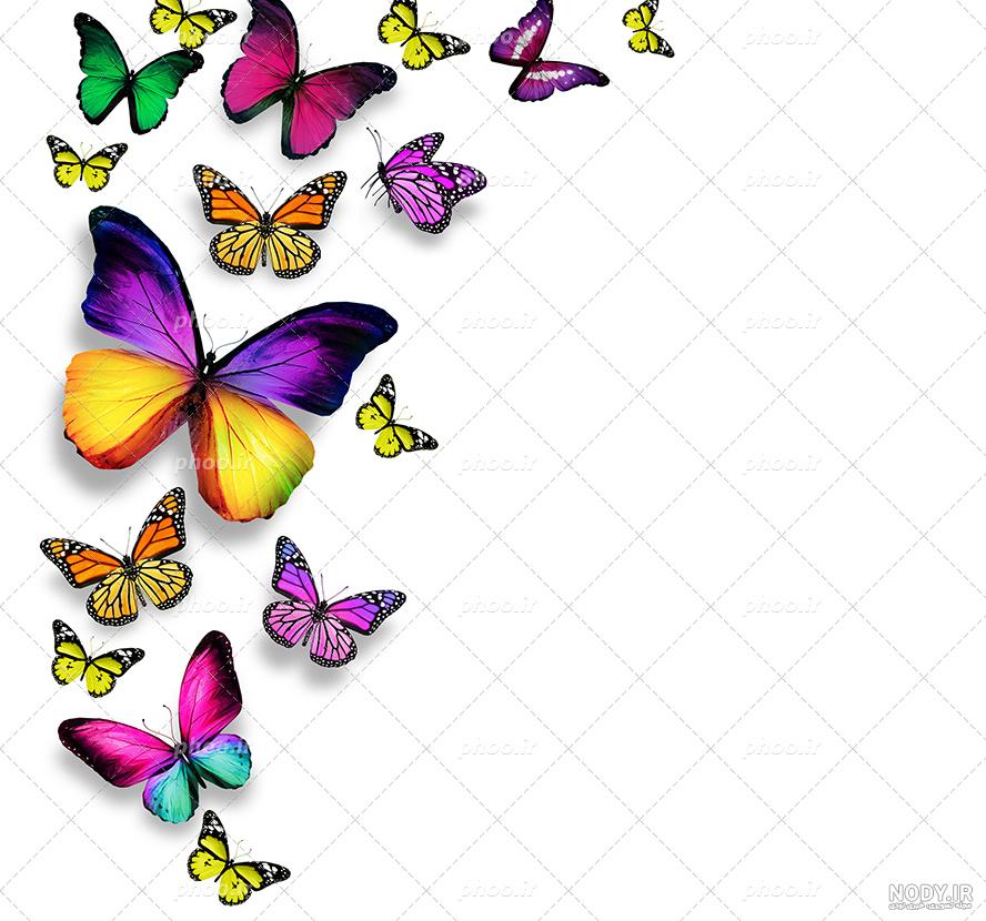 عکس پروانه آبی عکس پروانه آبی