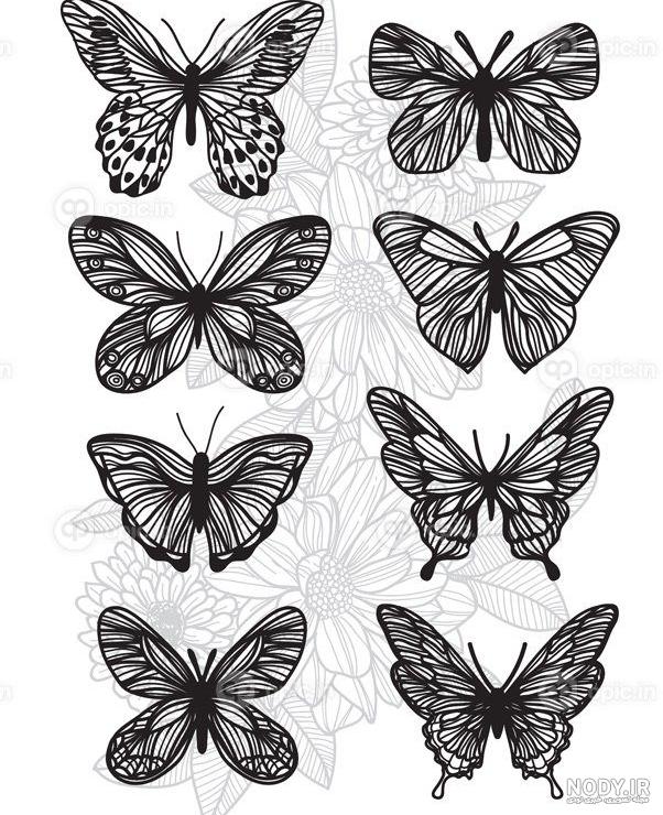 عکس پروانه برای طراحی