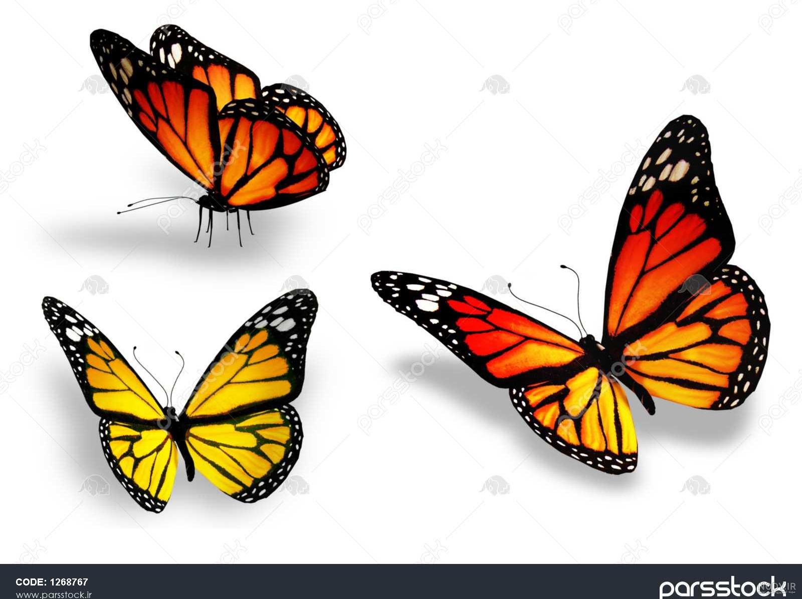 عکس پروانه زرد ❤️ [ بهترین تصاویر ]