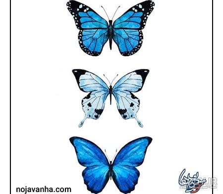 عکس پروانه زیبا برای نقاشی