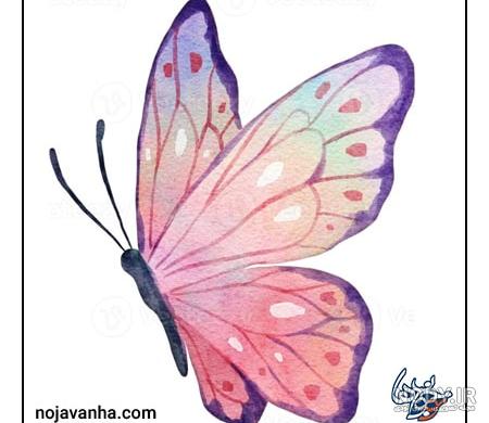 عکس پروانه طراحی شده - عکس نودی