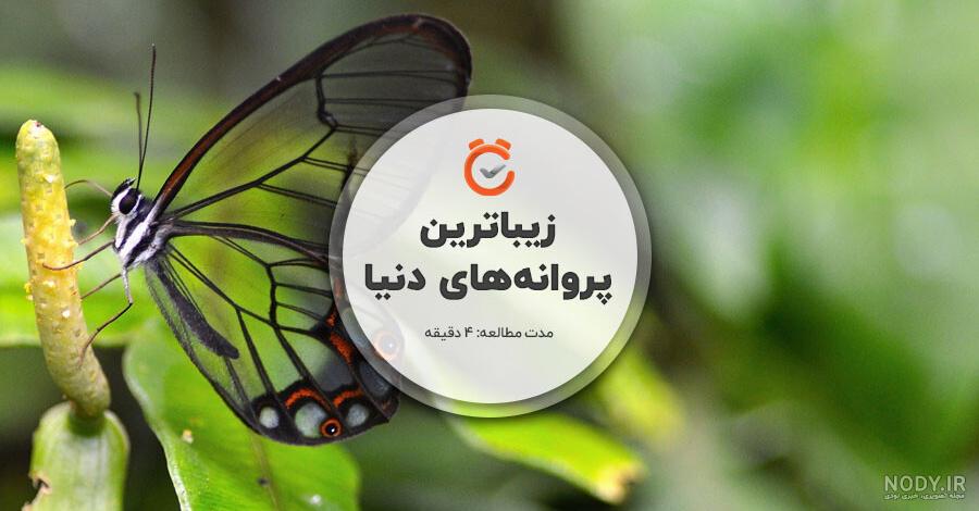 عکس های پس زمینه پروانه / بهترین تصاویر پروانه [پیشنهادی] | تاوعکس