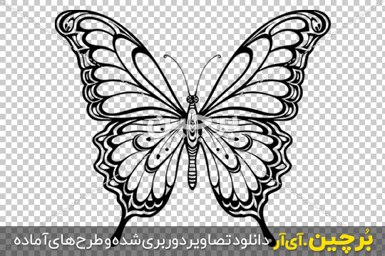 نقاشی پروانه، آموزش سه طرح به صورت گام به گام/ تصاویر نقاشی پروانه، آموزش سه طرح به صورت گام به گام/ تصاویر