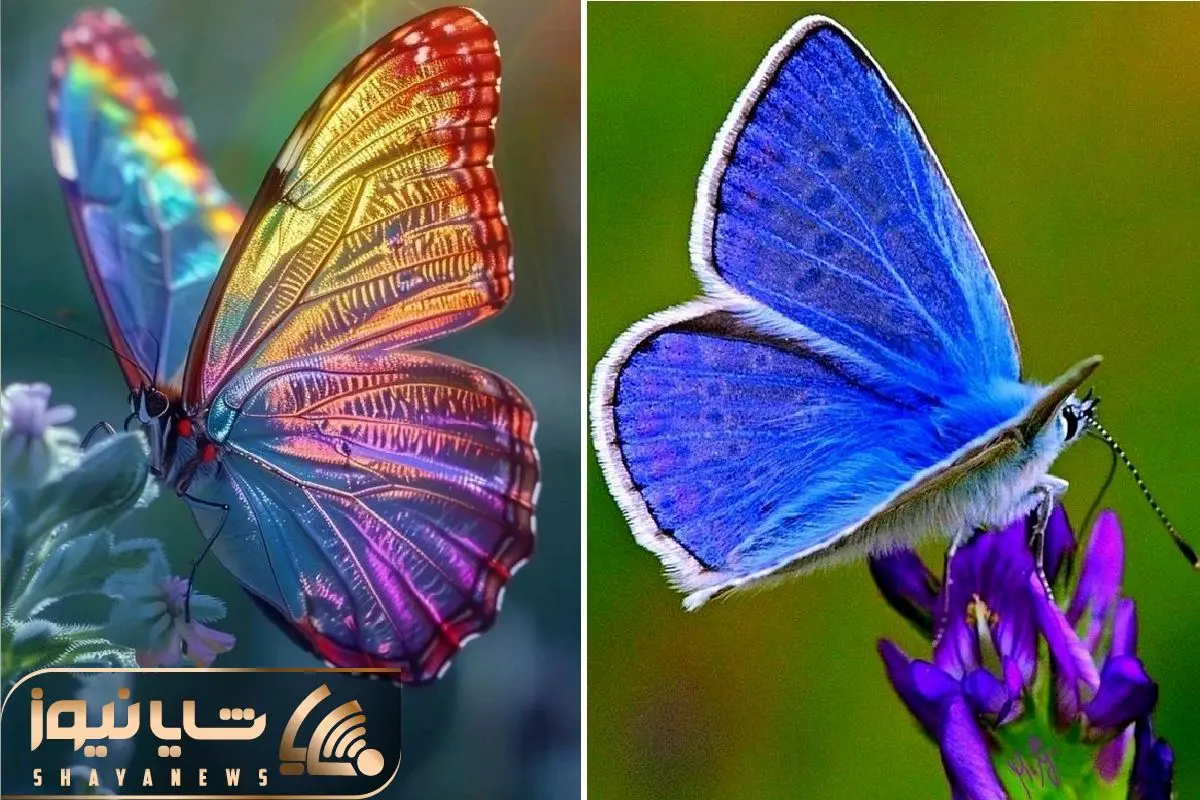 پروانه رنگارنگ زیبا colorfull butterfull پروانه رنگارنگ زیبا colorfull butterfull