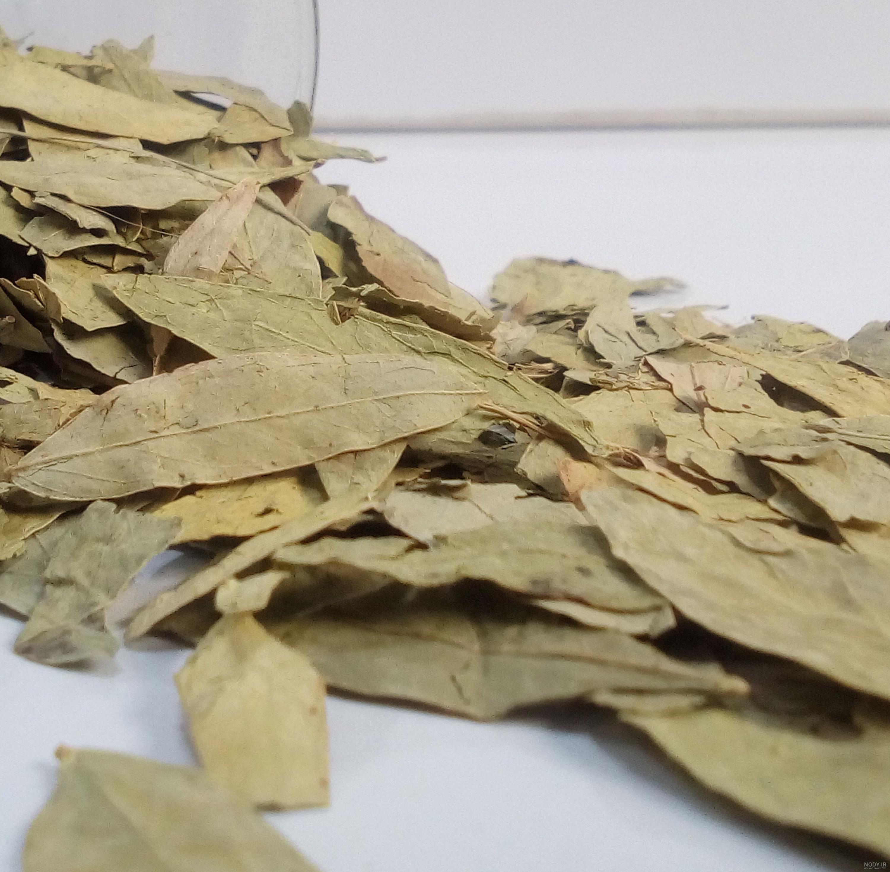 برگ سنا - خرید اینترنتی از عطاری آنلاین هزار و چهل گیاه برگ سنا - خرید اینترنتی از عطاری آنلاین هزار و چهل گیاه