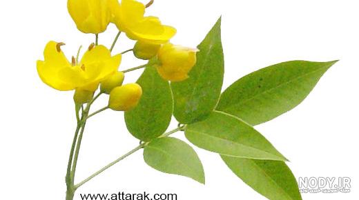 برگ سنا - خرید، قیمت و خواص برگ سنا - خرید، قیمت و خواص