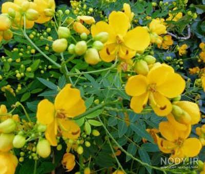 خرید و قیمت برگ سنا مکی اصل عربی از غرفه پایگاه مذهبی فرهنگی حرز امام جواد علیه السلام خرید و قیمت برگ سنا مکی اصل عربی از غرفه پایگاه مذهبی فرهنگی حرز امام جواد علیه السلام