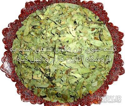 سنای مکی چیست؟ خواص دارویی برگ سنا در طب سنتی سنای مکی چیست؟ خواص دارویی برگ سنا در طب سنتی