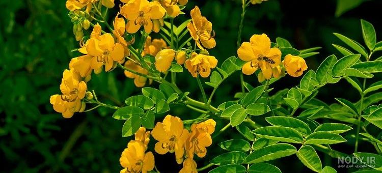 طرز تهیه دمنوش برگ سنا در منزل (2 روش) طرز تهیه دمنوش برگ سنا در منزل (2 روش)