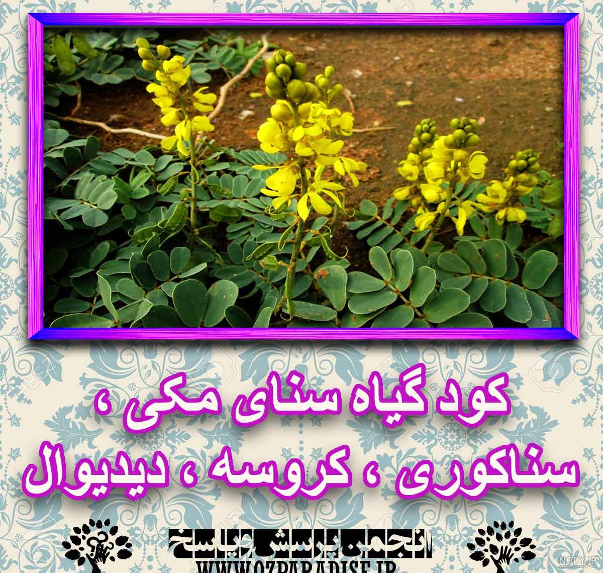 عطاری طوبا | طب ایرانی - اسلامی | گیاه سنا مکی عطاری طوبا | طب ایرانی - اسلامی | گیاه سنا مکی