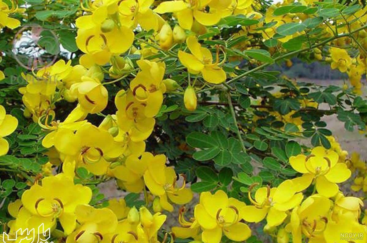 عکس برگ سنا مکی عکس برگ سنا مکی