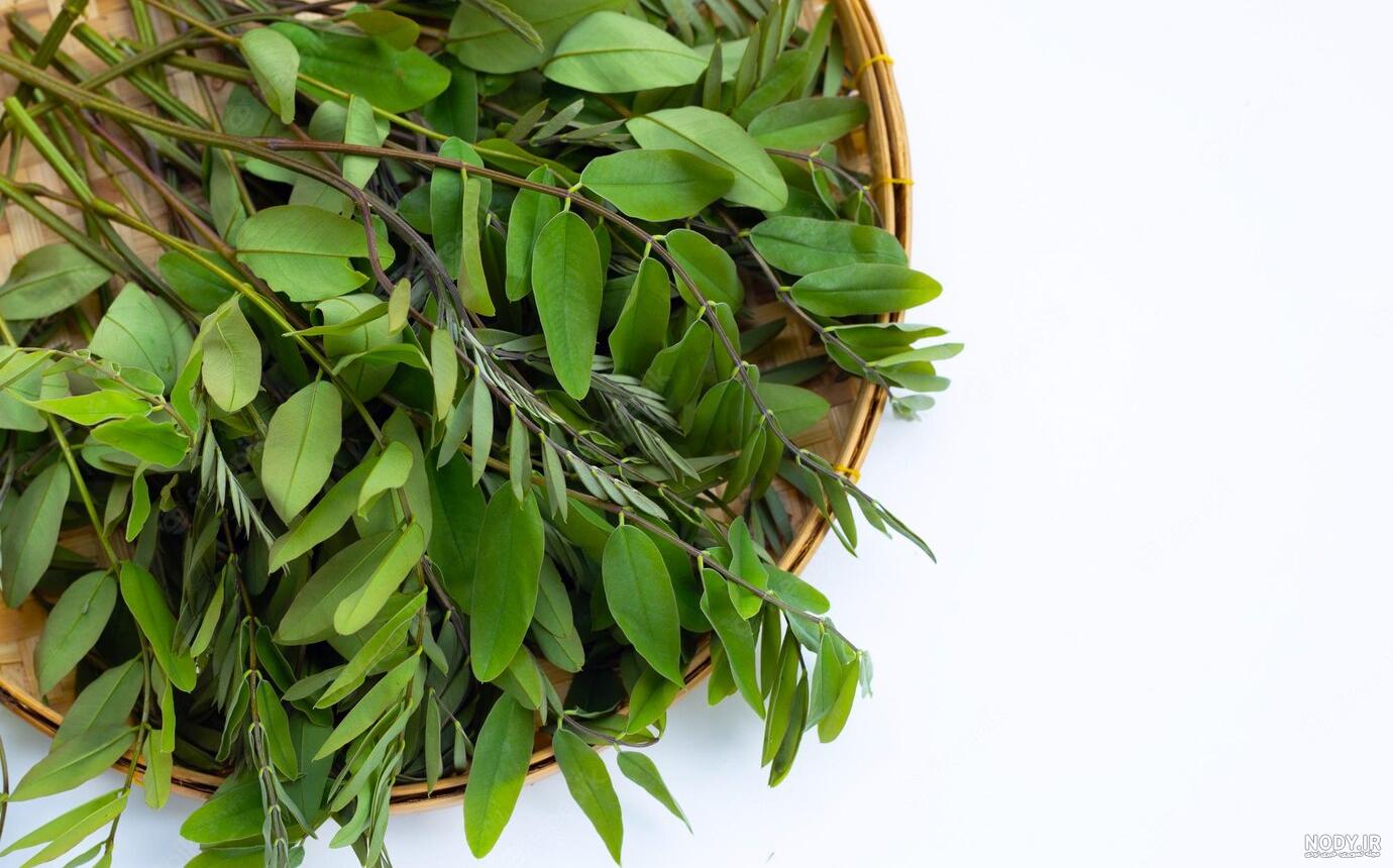 عکس برگ سنای مکی