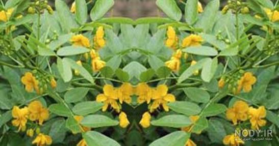 عکس سنا مکی - عکس نودی عکس سنا مکی - عکس نودی