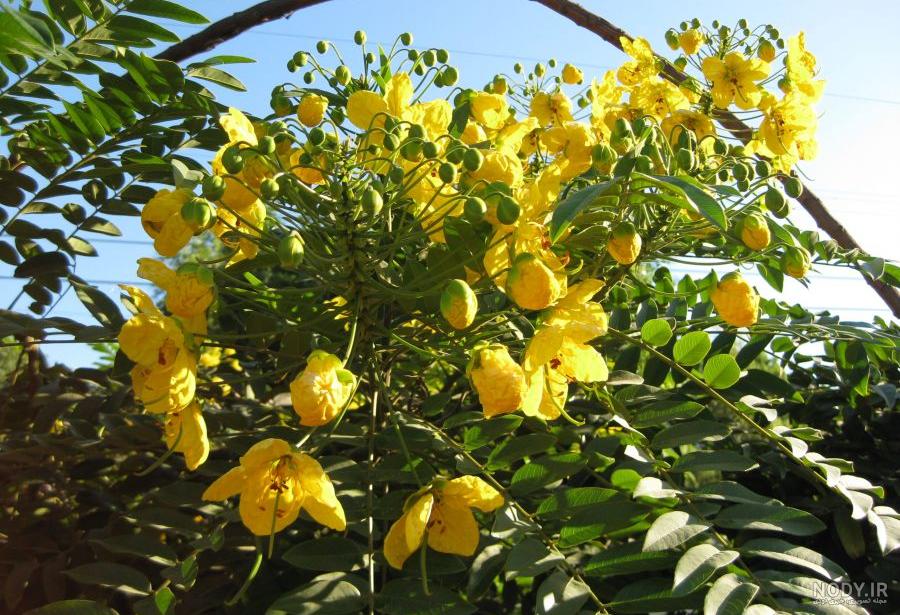 عکس گیاه برگ سنا