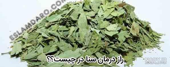 عکس گیاه سنا مکی