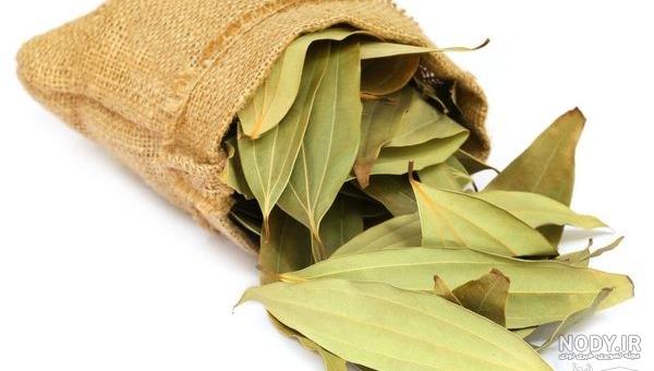عکس گیاه سنای مکی عکس گیاه سنای مکی