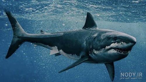 عکس خلیج فارس از نزدیک