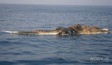 عکس خلیج فارس از نزدیک