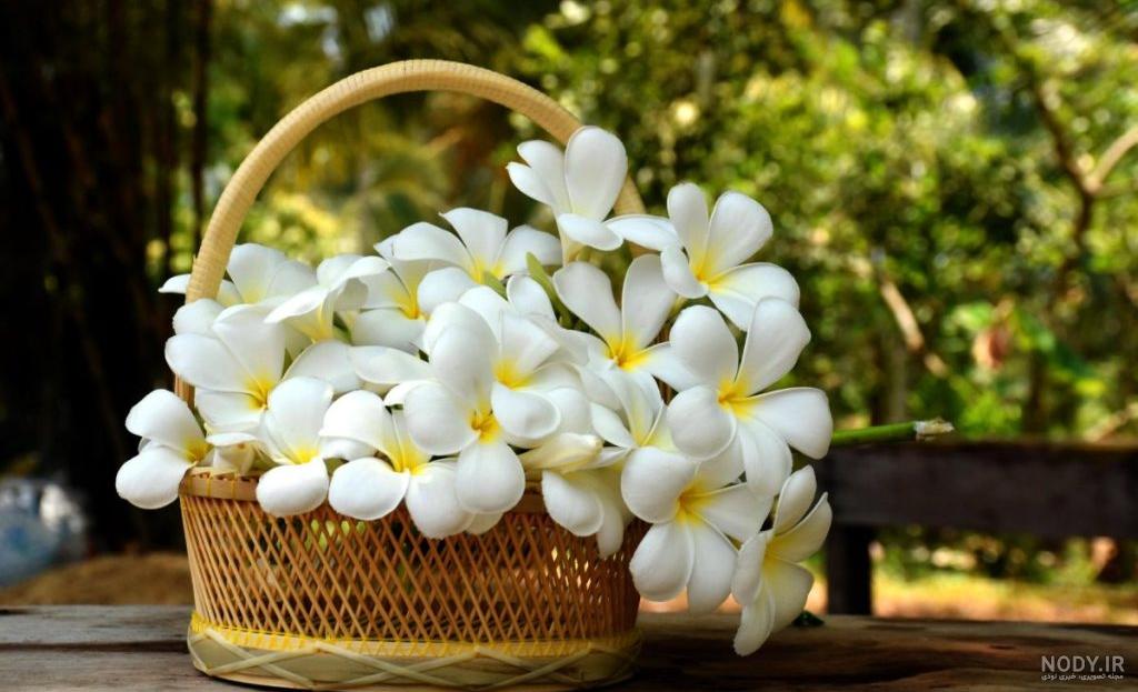 عکس هایی از گل های زیبا و رمانتیک - قسمت اول عکس هایی از گل های زیبا و رمانتیک - قسمت اول