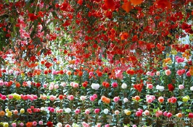 عکس پوستر رویایی با طرح گل بنفش