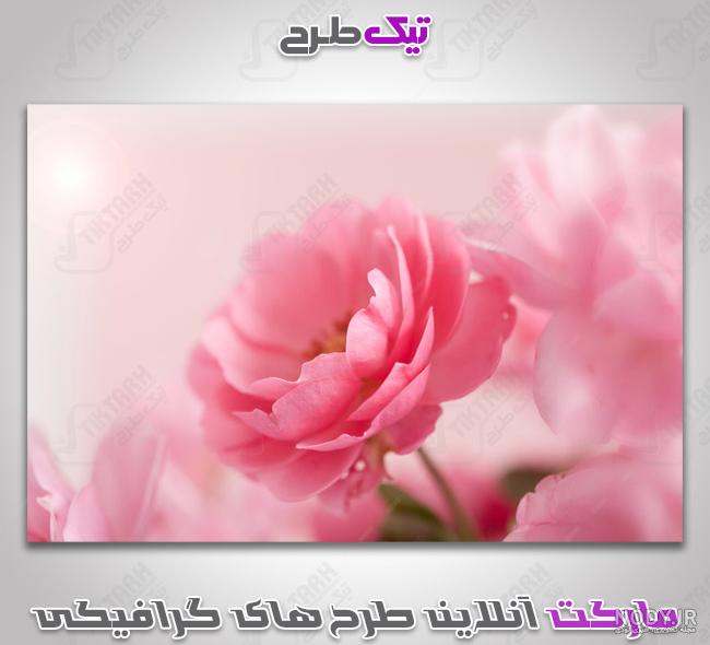عکس گل رز رویایی عکس گل رز رویایی