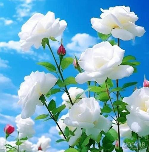 عکس گل رز رویایی
