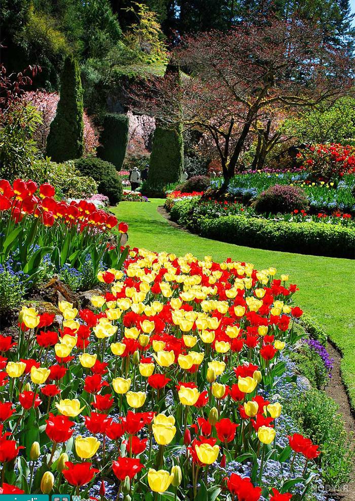 عکس گل های رویایی