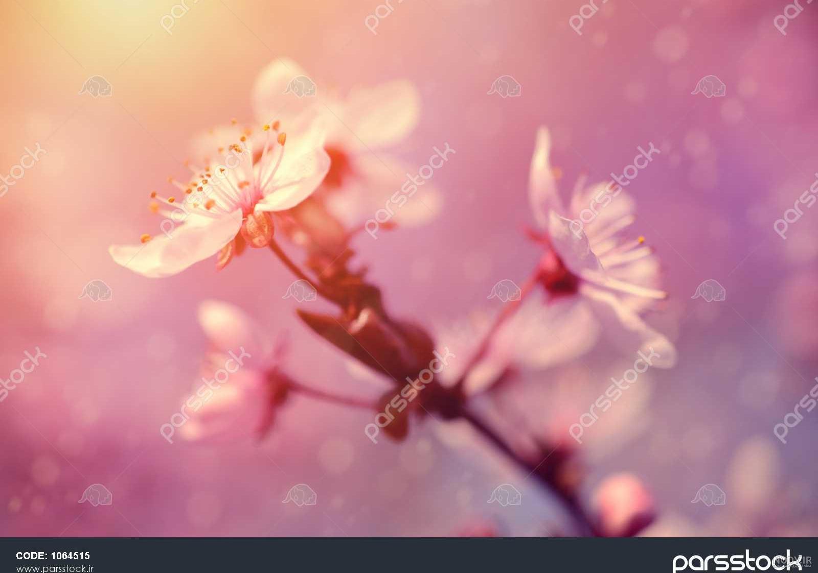 عکس گل رویایی و زیبا