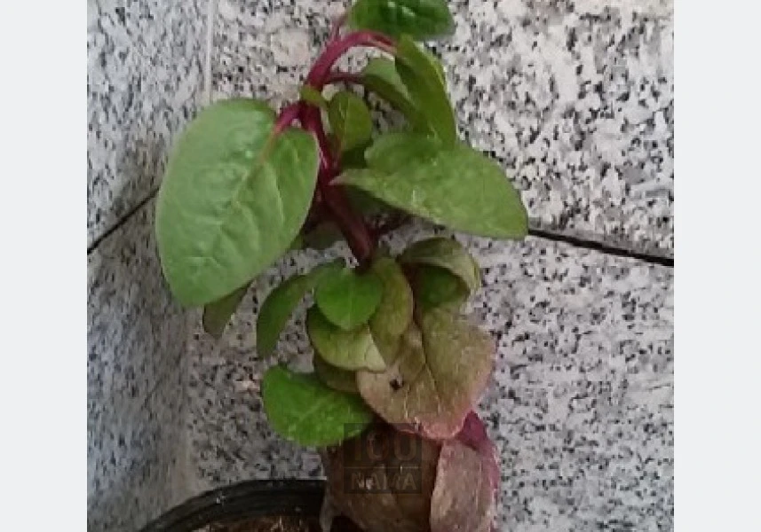 بذر پیچک لبلب سحرآمیز بسته 10 عددی به همراه آموزش کشت _ فردین کشت بذر پیچک لبلب سحرآمیز بسته 10 عددی به همراه آموزش کشت _ فردین کشت
