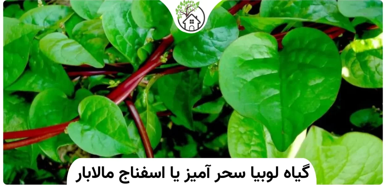 خرید و قیمت گل لوبیای سحر آمیز ، رونده ، با رشد بسیار سریع از غرفه خانه گل پرنده بهشتی خرید و قیمت گل لوبیای سحر آمیز ، رونده ، با رشد بسیار سریع از غرفه خانه گل پرنده بهشتی