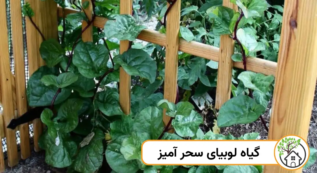 عکس درخت لوبیای سحر آمیز عکس درخت لوبیای سحر آمیز