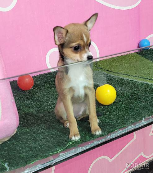 آشنایی کامل با سگ شیواوا (Chihuahua) + خصوصیات این نژاد آشنایی کامل با سگ شیواوا (Chihuahua) + خصوصیات این نژاد