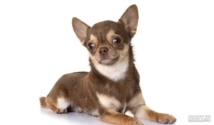 خانواده شیهواهوا،شیواوا،چیواوا،سفیدبرفی‎ (@popo_chihuahuas) • Instagram  photos and videos