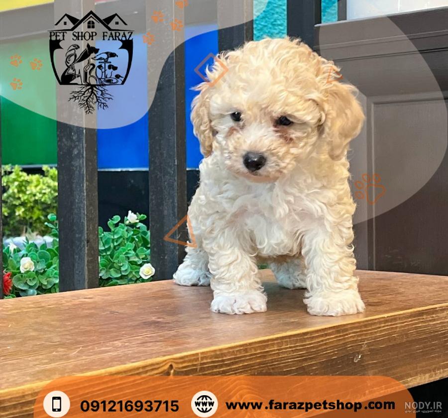 سگ شیتزو Canine سفید ماده - فروشگاه هاپ هاپ پت | فروش سگ گربه | حیوانات خانگی | سگ آپارتمانی | سگ نگهبان | گربه خانگی شمال تهران | سگ مولد | توله پاپی سگ شیتزو Canine سفید ماده - فروشگاه هاپ هاپ پت | فروش سگ گربه | حیوانات خانگی | سگ آپارتمانی | سگ نگهبان | گربه خانگی شمال تهران | سگ مولد | توله پاپی