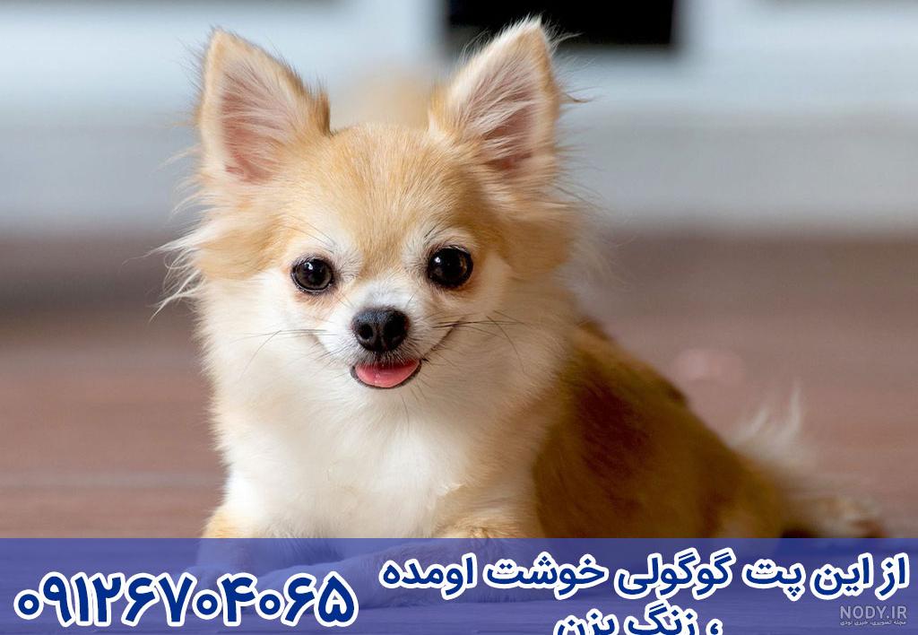 عکس سگ شیواوا سفید عکس سگ شیواوا سفید