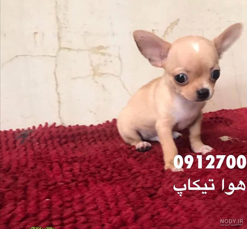 مشخصات، قیمت و خرید سگ شیواوا کد 409 - پت شاپ بارن