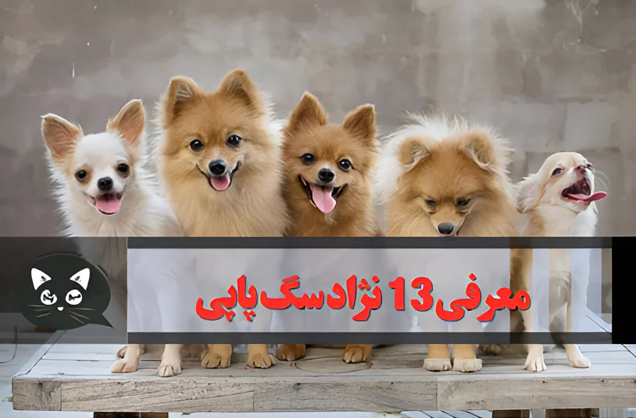 مشخصات، قیمت و خرید سگ شیواوا کد 409 - پت شاپ بارن مشخصات، قیمت و خرید سگ شیواوا کد 409 - پت شاپ بارن