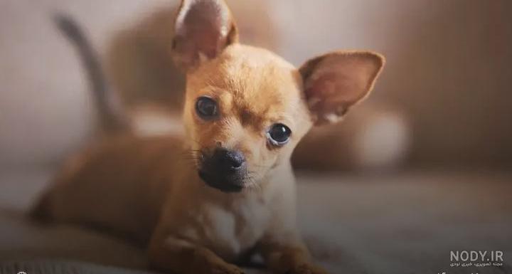 نحوه مراقبت و نگهداری از سگ چی هوا هوا ( Chihuahua ) + ویدیو نحوه مراقبت و نگهداری از سگ چی هوا هوا ( Chihuahua ) + ویدیو