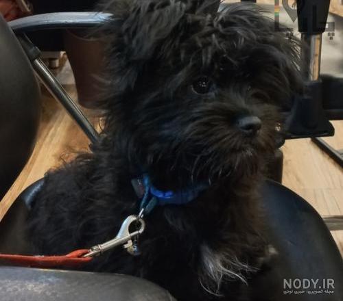نژاد سگ شیتزو عروسکی (سوپر فلت) Shih Tzu – سایت پامرانین