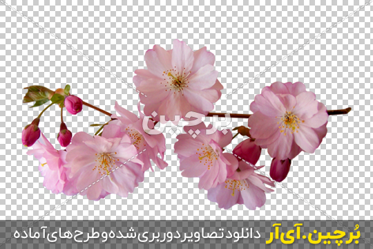 50 عکس شکوفه گیلاس بهاری با کیفیت بسیار بالا