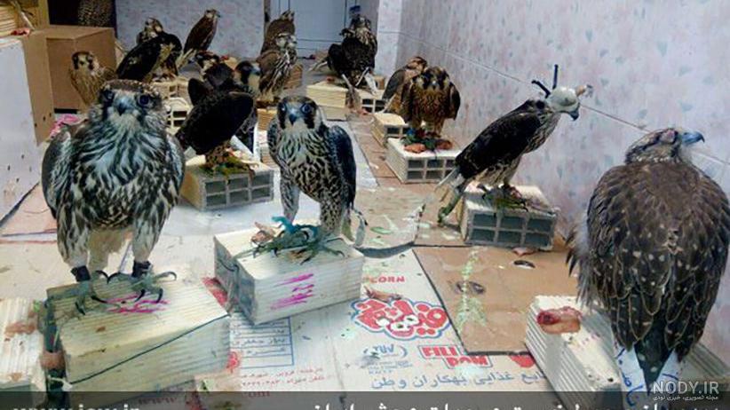 آخرین اخبار - پرندگان شکاری آخرین اخبار - پرندگان شکاری