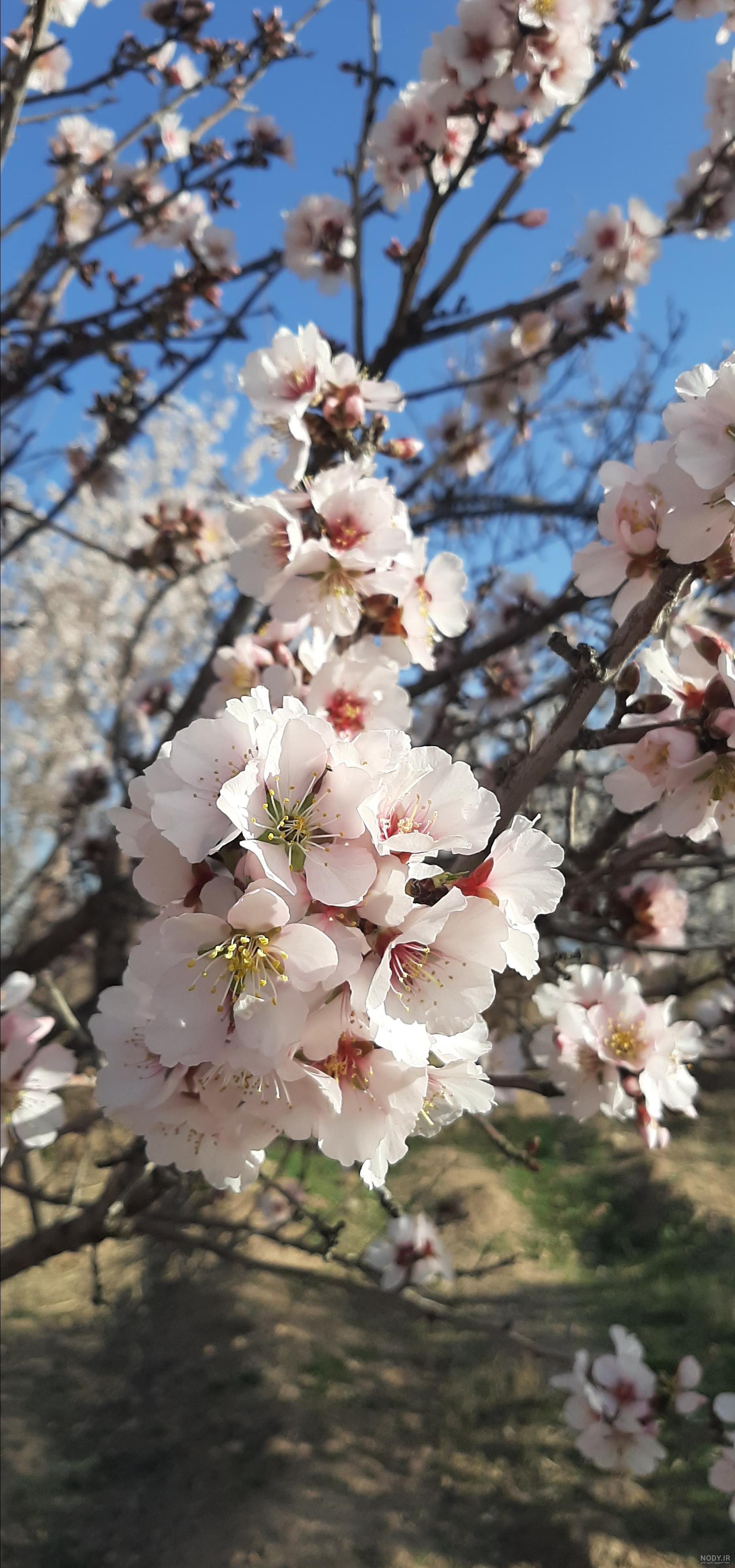 آسمان مجازی طرح شکوفه های بادام , آسمان مجازی درختان بهاری و آسمان آسمان مجازی طرح شکوفه های بادام , آسمان مجازی درختان بهاری و آسمان